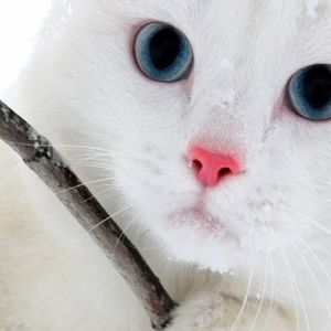 Meet your Posher, Barbara